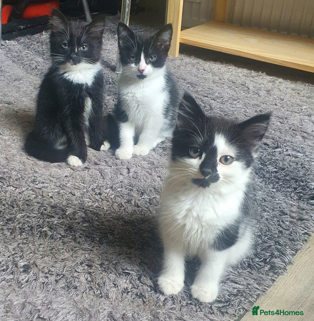 Mixed Breed cats for sale: Beautiful Black & White Tuxedo Kittens - Image 1