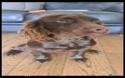 Cockapoo dogs for sale: KC CH LINE LIVER COCKER SPANIEL BITCHES - Advert 3