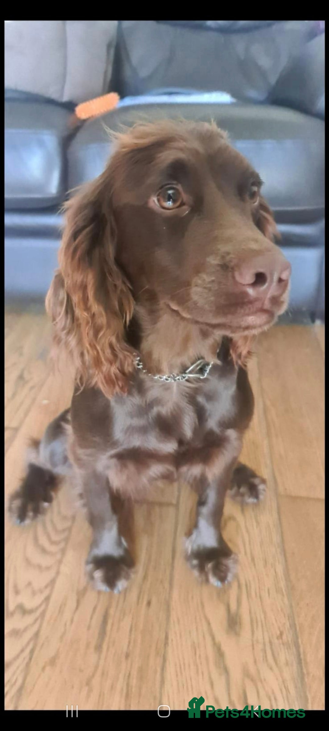 Cockapoo dogs for sale: KC CH LINE LIVER COCKER SPANIEL BITCHES - Advert 3