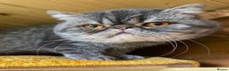 Exotic cats for sale: GCCF Registered Exotic Stud & Persian Female  - Advert 5