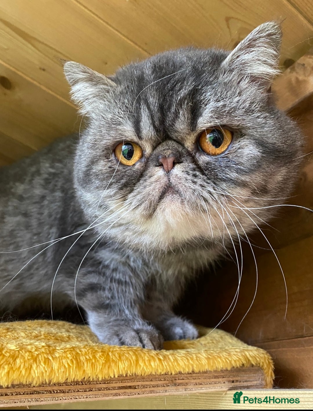 Exotic cats for sale: GCCF Registered Exotic Stud & Persian Female  - Advert 5