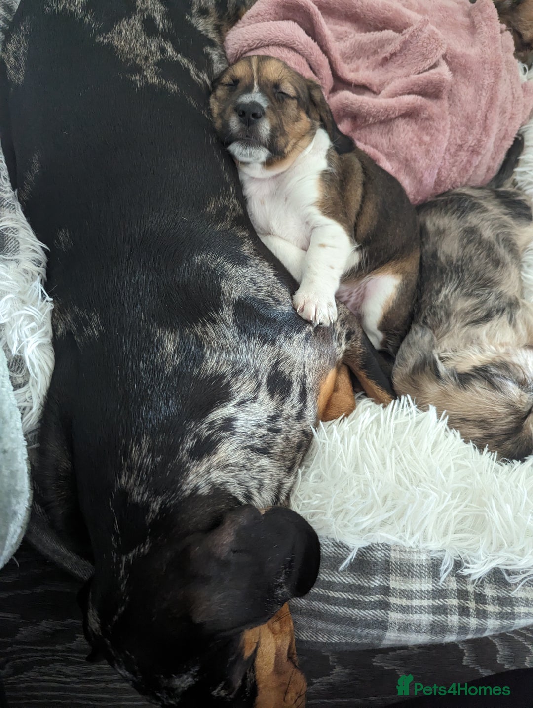 Mixed Breed dogs for sale: Shweenie puppy for sale - Image 9
