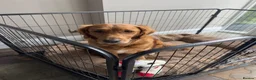 Golden Retriever dogs for sale: Golden retriever puppies for sale - Advert 18