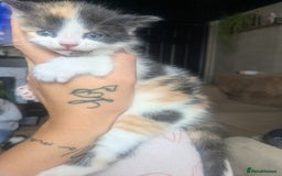 Mixed Breed cats for sale: Gorgeous fluffy kittens - Image 14