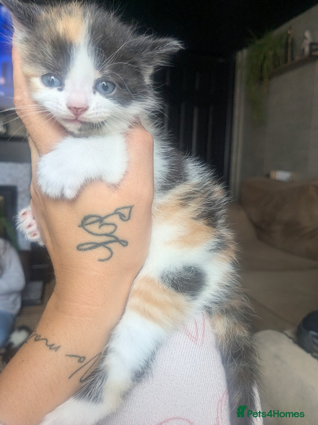 Mixed Breed cats for sale: Gorgeous fluffy kittens - Image 14