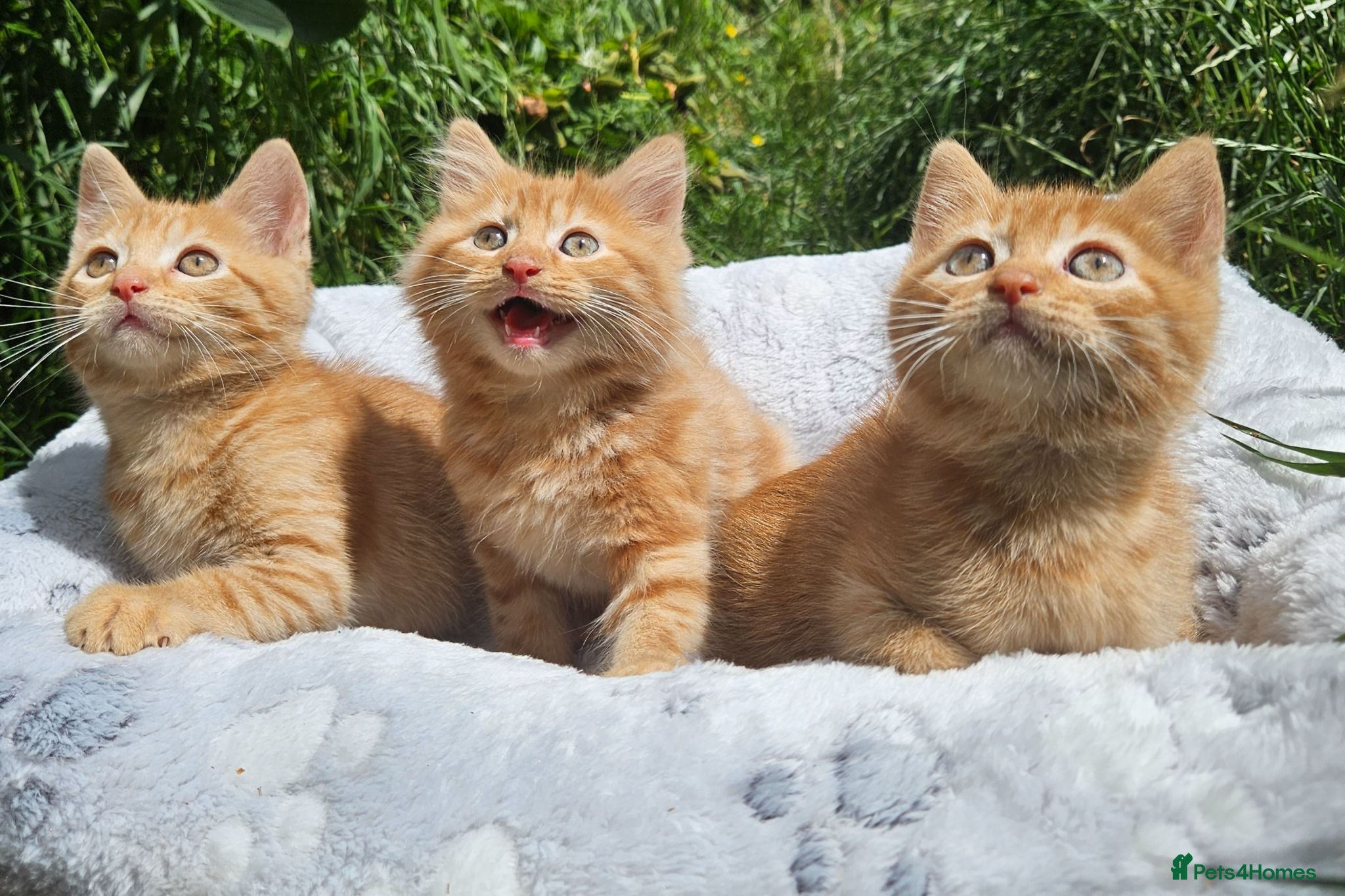 Mixed Breed cats Persain X Domestic Available  - Advert 12