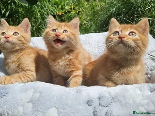 Mixed Breed cats Persain X Domestic Available - Advert 12