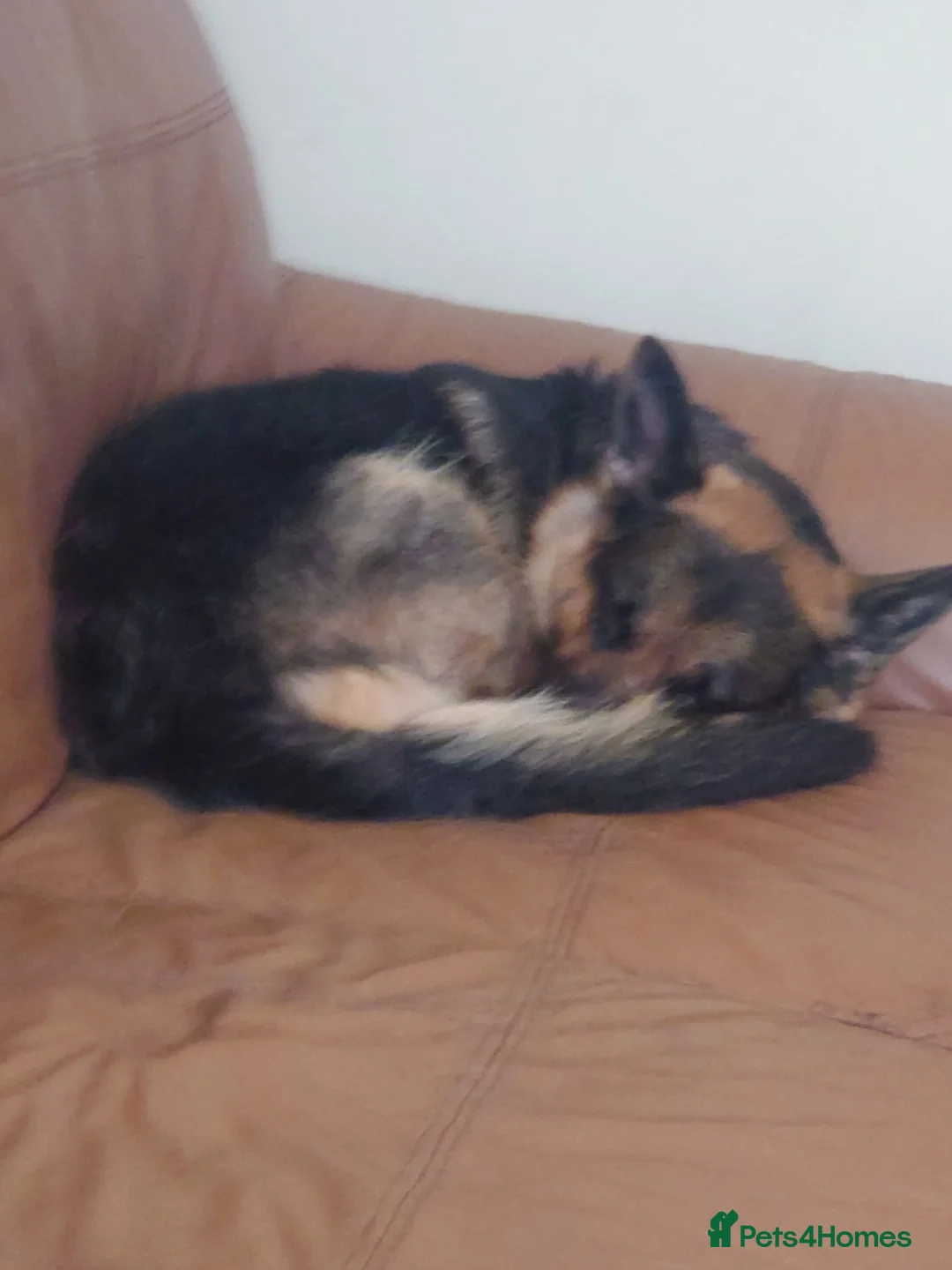 German Shepherd dogs for sale: Millie in Liverpool - Advert 2