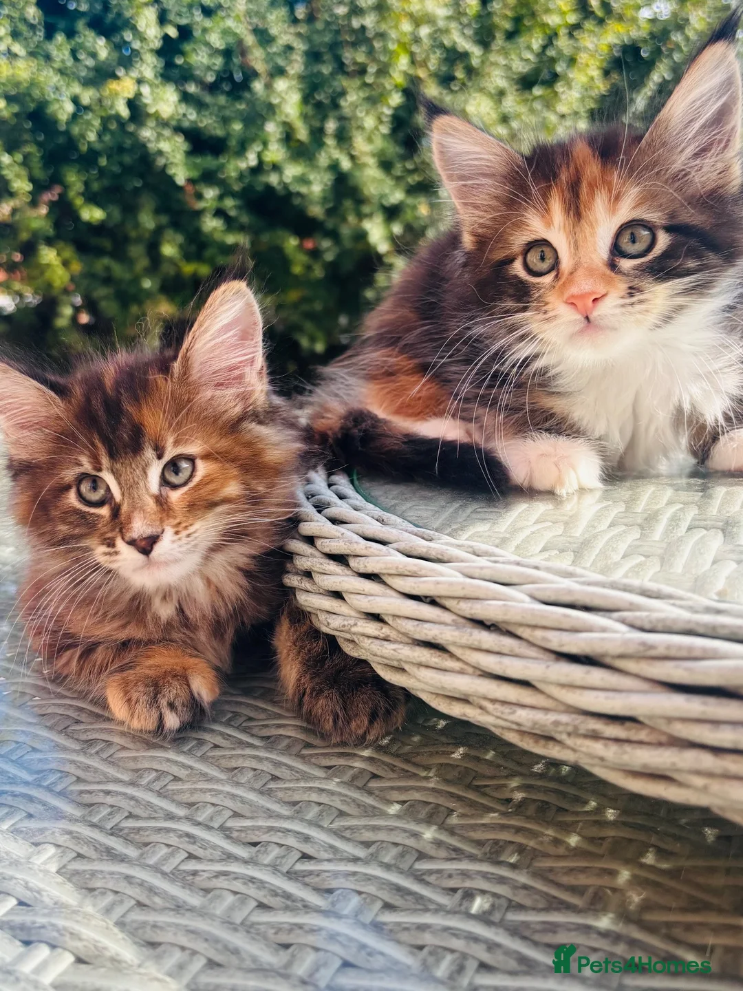 Maine Coon cats for sale: Beautiful Maine coon kittens  - Advert 2