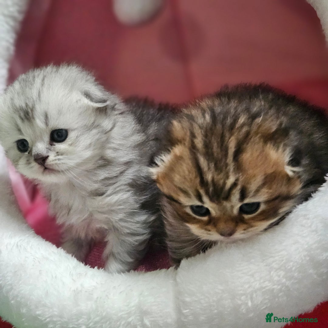 Scottish Fold cats for sale: TICA Scottish fold show quilty kittenss london  - Advert 9
