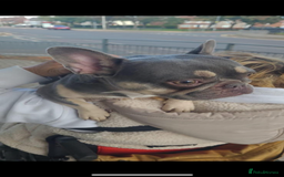 French Bulldog dogs for sale: French bulldog female - Image 1