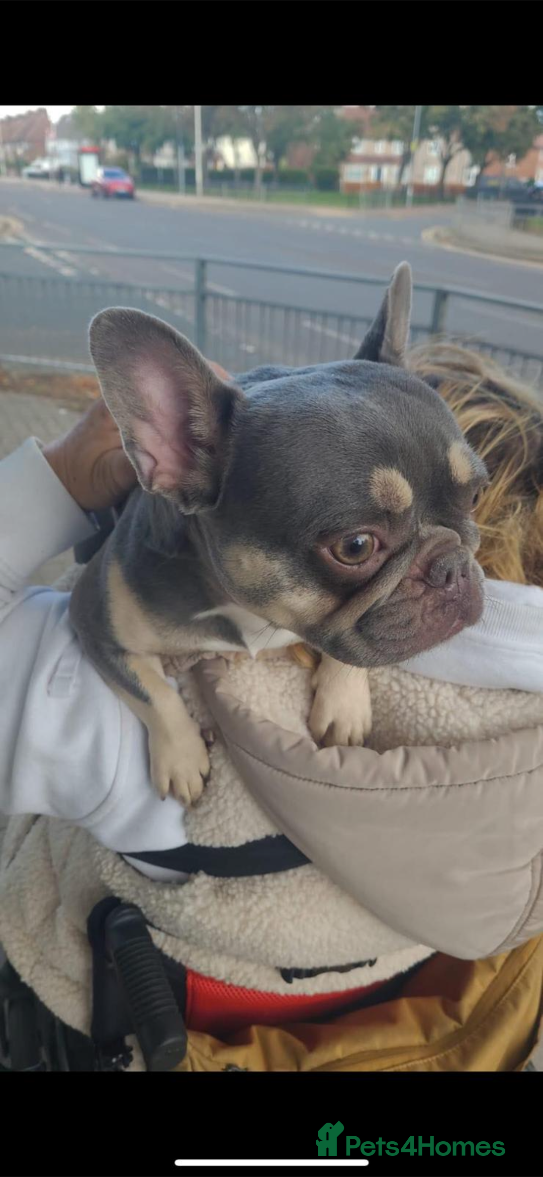 French Bulldog dogs for sale: French bulldog female - Image 1