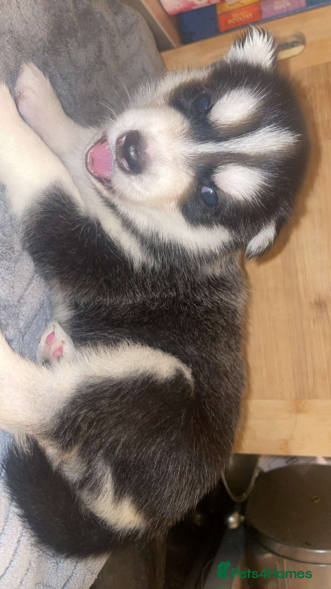 Siberian Husky dogs for sale: Beautiful Siberian huskies - Image 2