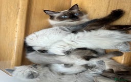 Ragdoll cats for sale: Top quality pure-bred Rag-dolls sweeties - Image 7