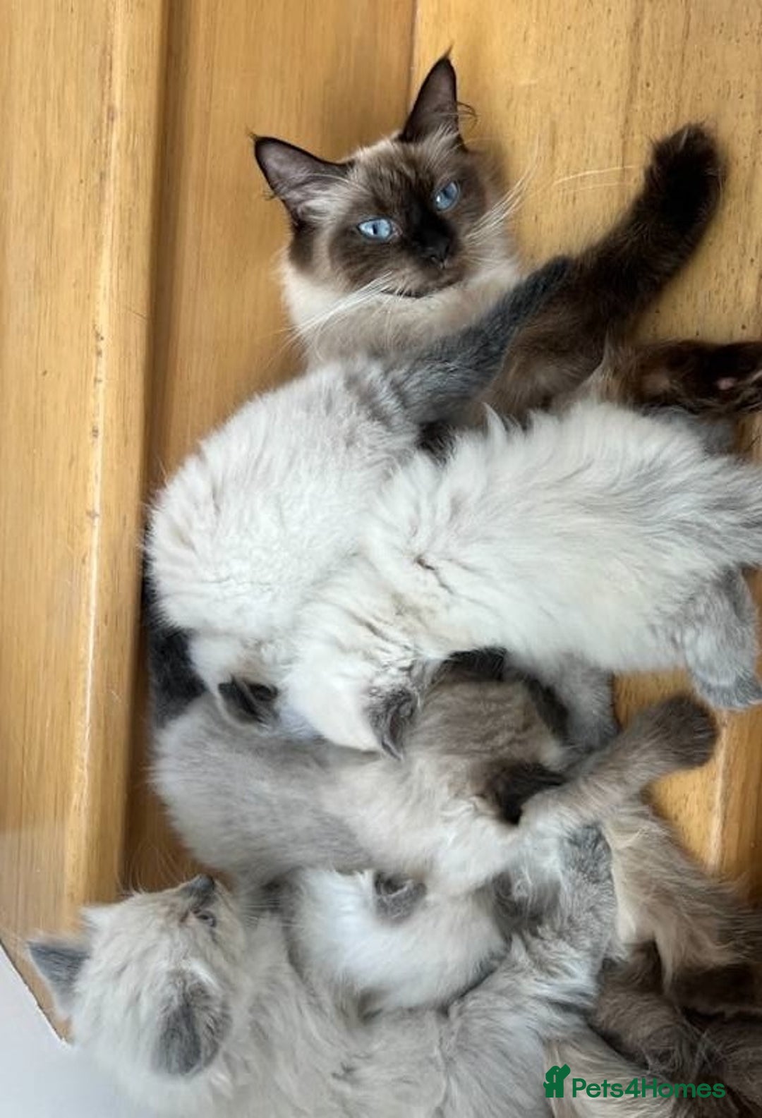 Ragdoll cats for sale: Top quality pure-bred Rag-dolls sweeties - Image 7