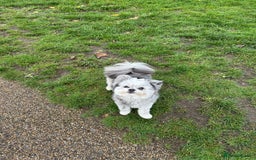 Pomapoo dogs for stud: Merle Pomapoo in Newark - Image 2