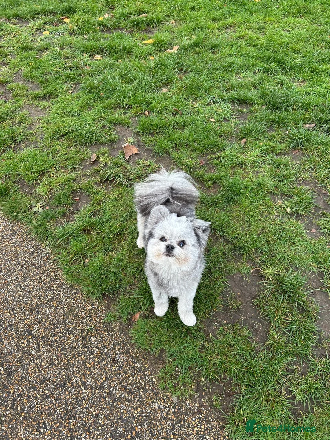 Pomapoo dogs for stud: Merle Pomapoo in Newark - Advert 2