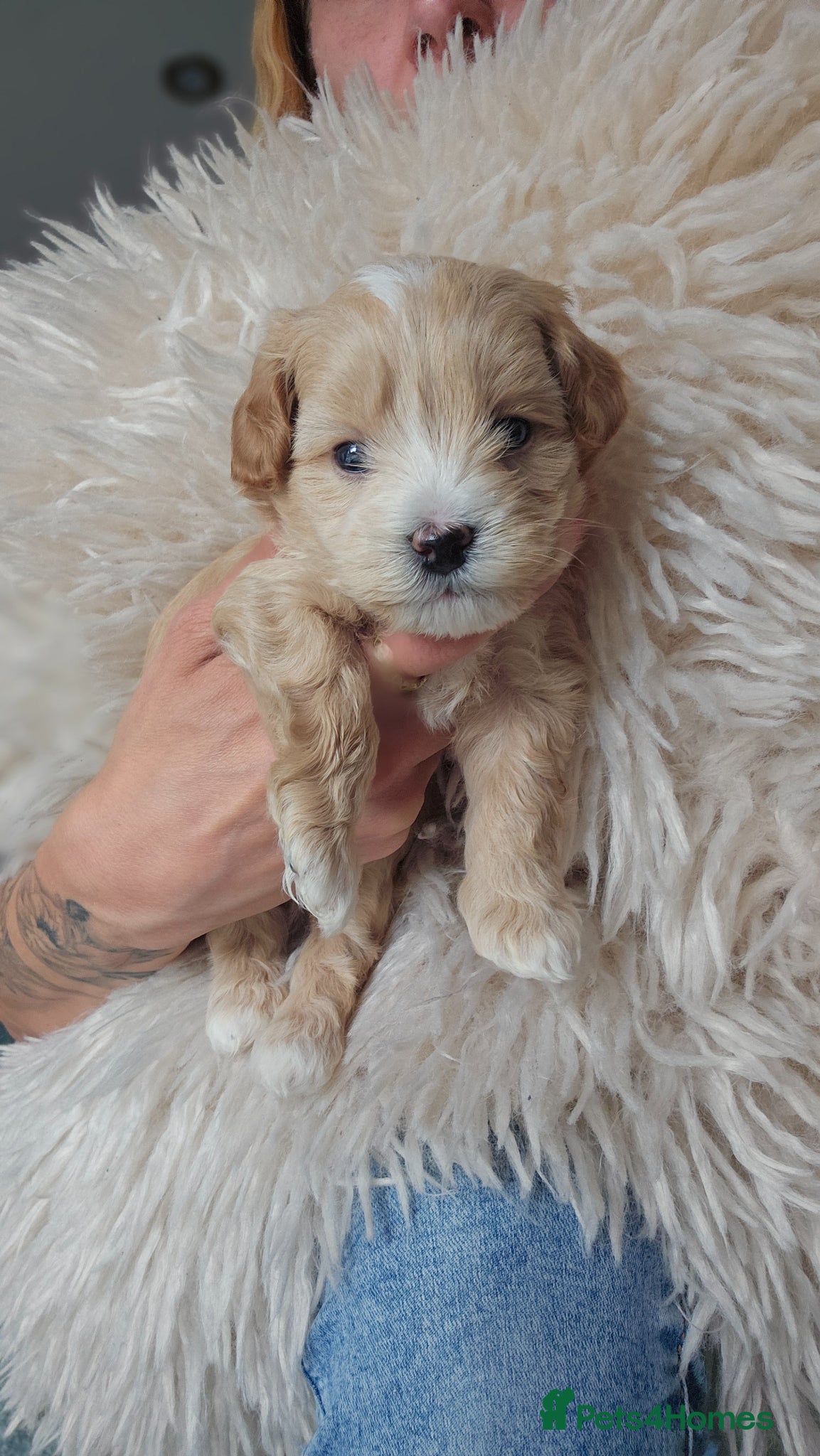 Maltipoo dogs for sale: Cute Small Maltipoos F1  - Advert 20