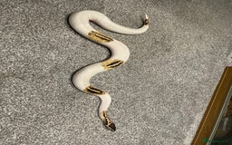 Python Snake reptiles for sale: Yellow Belly Pied Python - Image 3