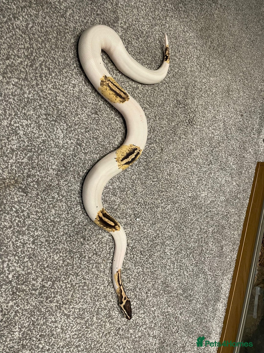 Python Snake reptiles for sale: Yellow Belly Pied Python - Image 3