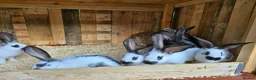 Mixed Breed rabbits for sale: Giant Papillon  - Advert 6