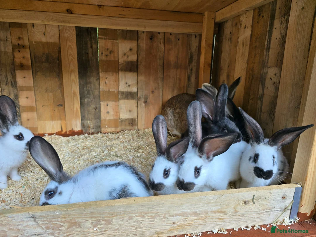 Mixed Breed rabbits for sale: Giant Papillon  - Advert 6