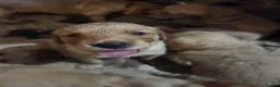 Golden Retriever dogs for sale: Working Golden Retriever Puppies Low Hip Scores - Advert 8