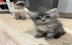 Mixed Breed cats for sale: 2 lovely Ragdoll mix kittens - Image 3