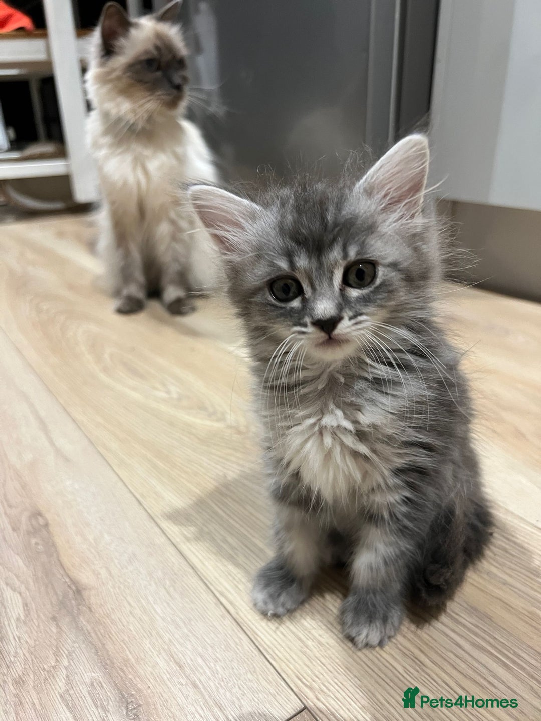 Mixed Breed cats for sale: 2 lovely Ragdoll mix kittens - Image 3