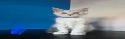Maine Coon cats for sale: Ready Immediately. TICA 100% Maine Coon rare color - Advert 12