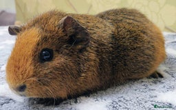 Guinea Pig rodents for sale: Pairs of Sows - Happy, Healthy, Friendly Sows - Image 18