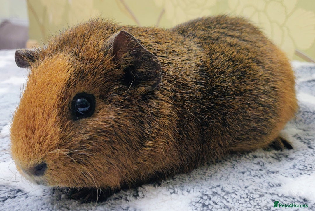 Guinea Pig rodents for sale: Pairs of Sows - Happy, Healthy, Friendly Sows - Image 18