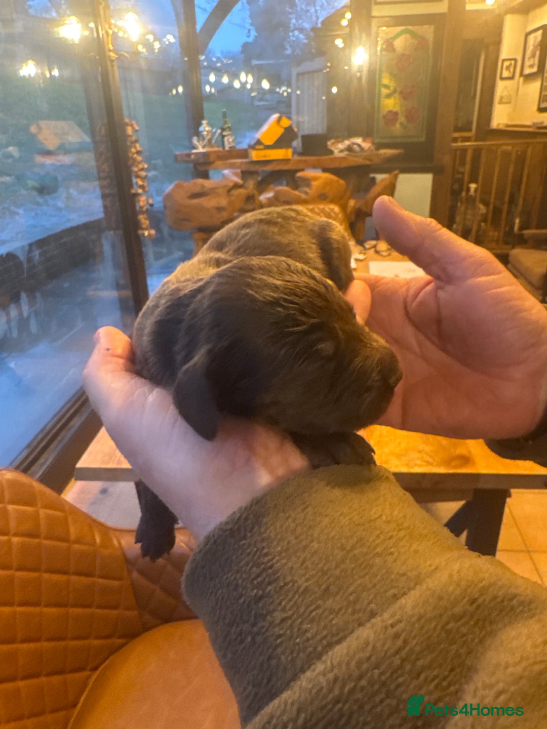 Sprocker dogs for sale: Sprocker puppies for sale - Advert 12