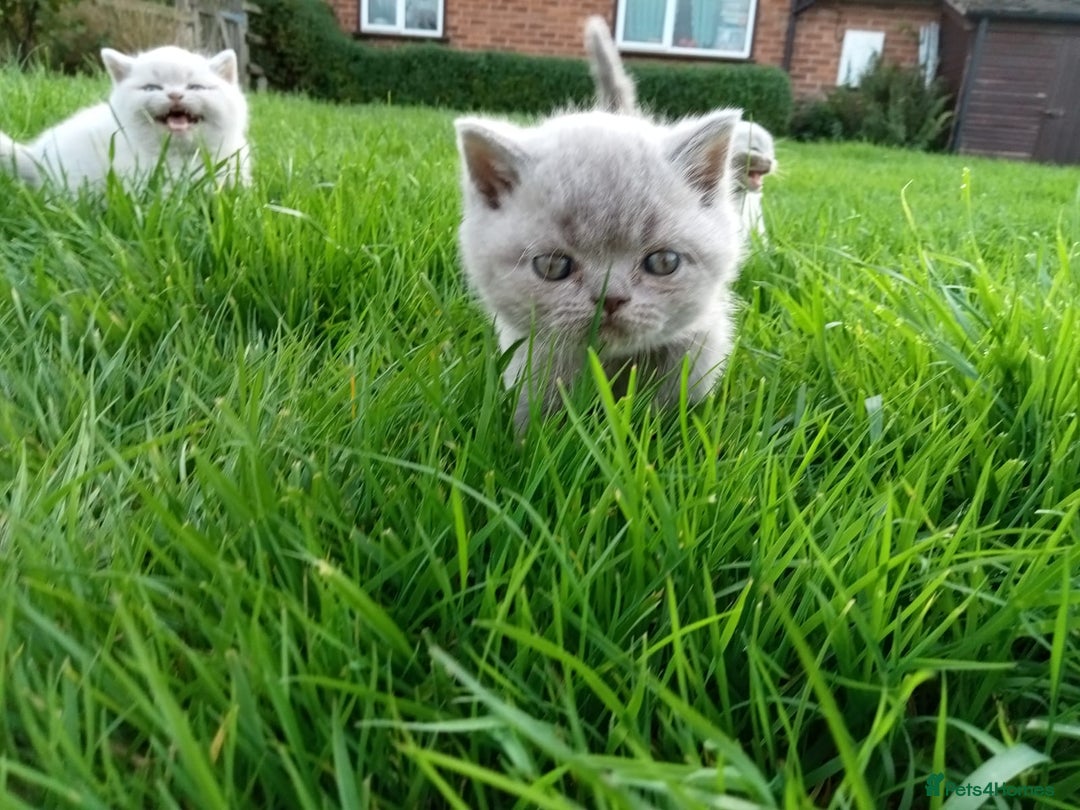 British Shorthair cats for sale: BSH lilac boys and girls, GCCF registered  - Image 17