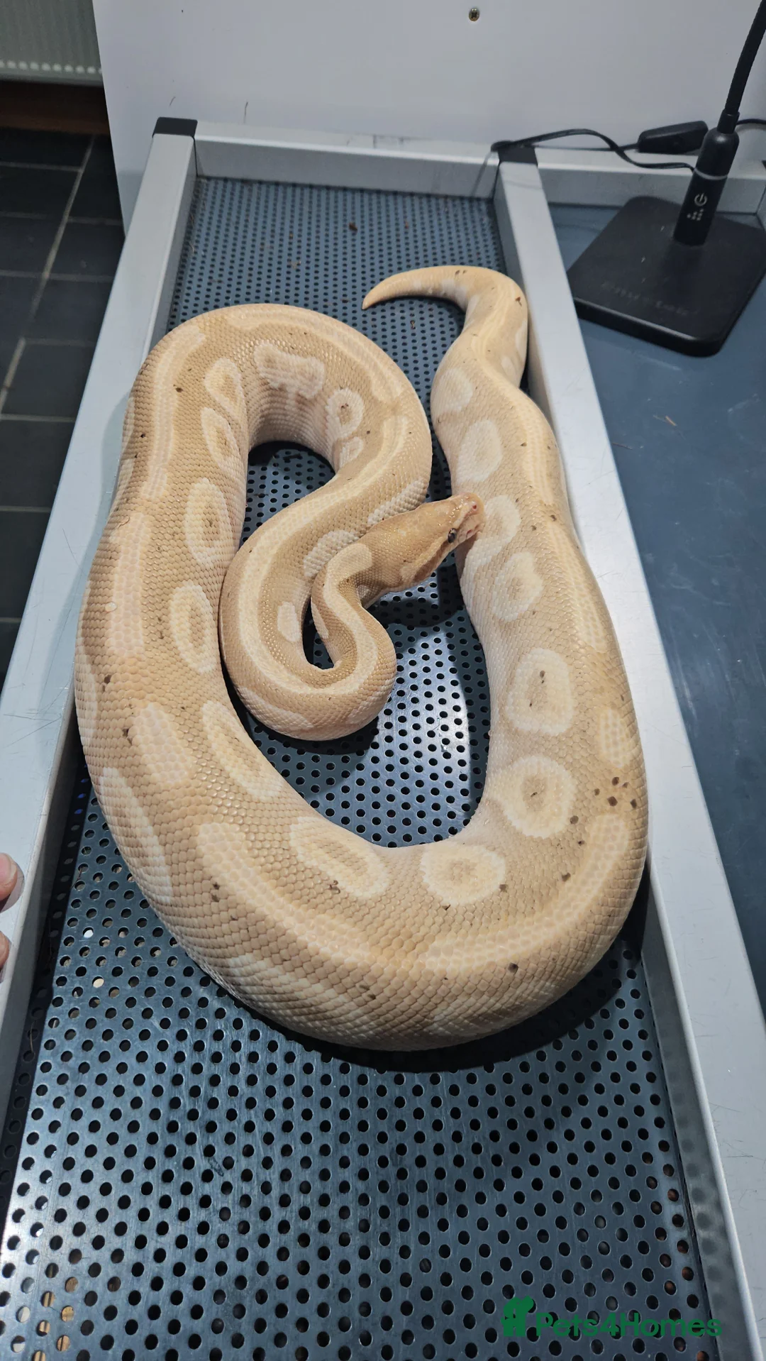 Python Snake reptiles for sale: Banana mojave male ball python  - Advert 2