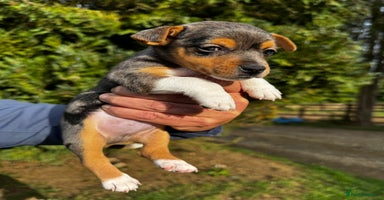Jack Russell dogs - Advert 1