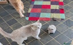 British Shorthair cats for sale: Beautiful female kitten  - Image 10