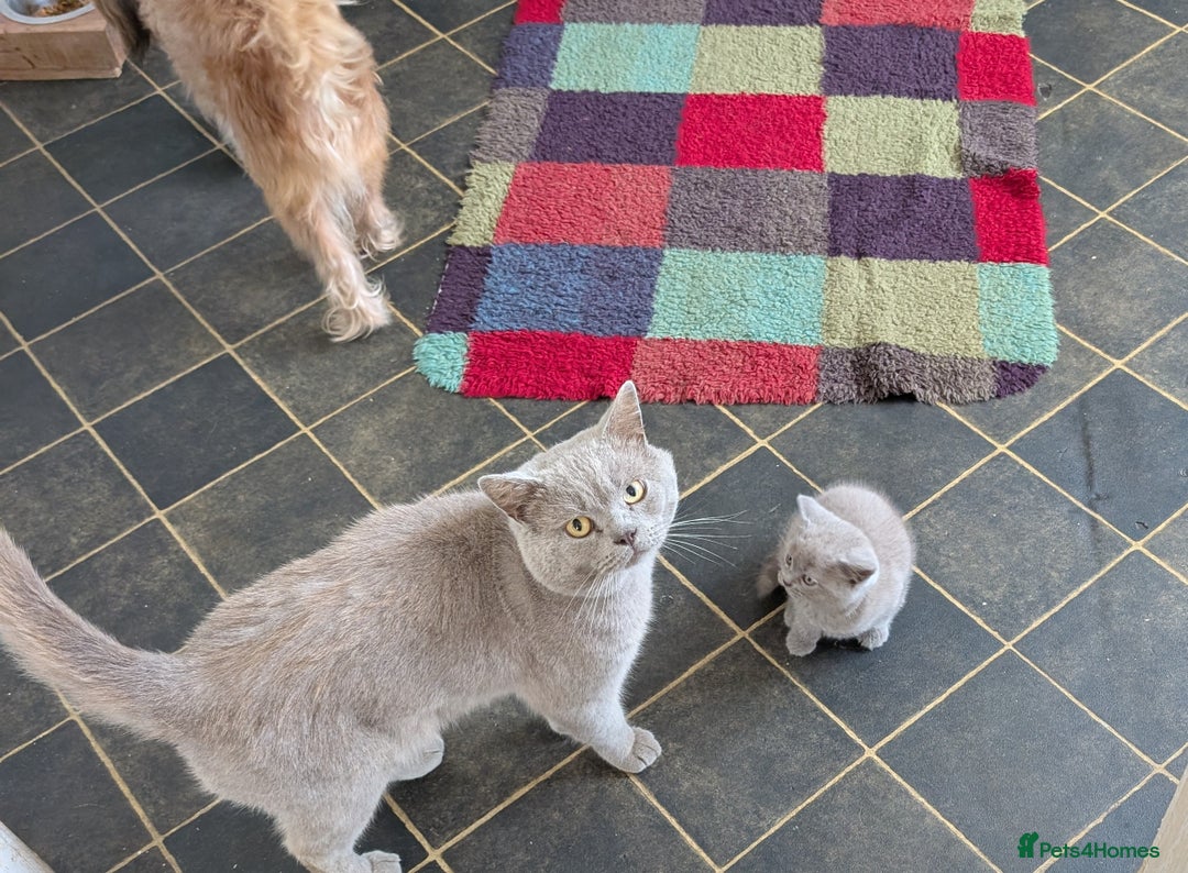 British Shorthair cats for sale: Beautiful female kitten  - Image 10