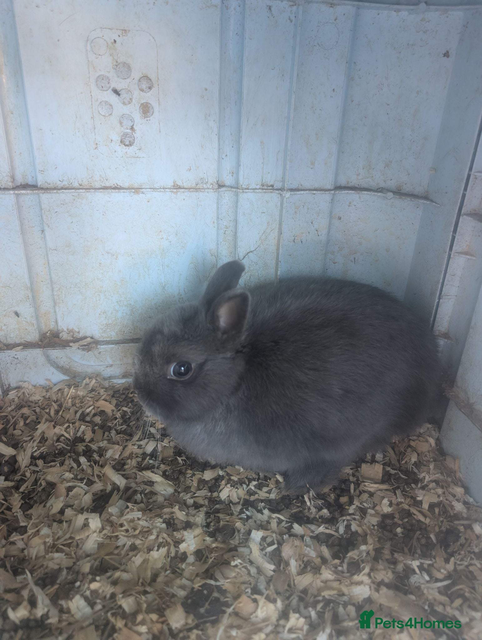 Netherland Dwarf rabbits Netherland dwarfs  - Advert 2