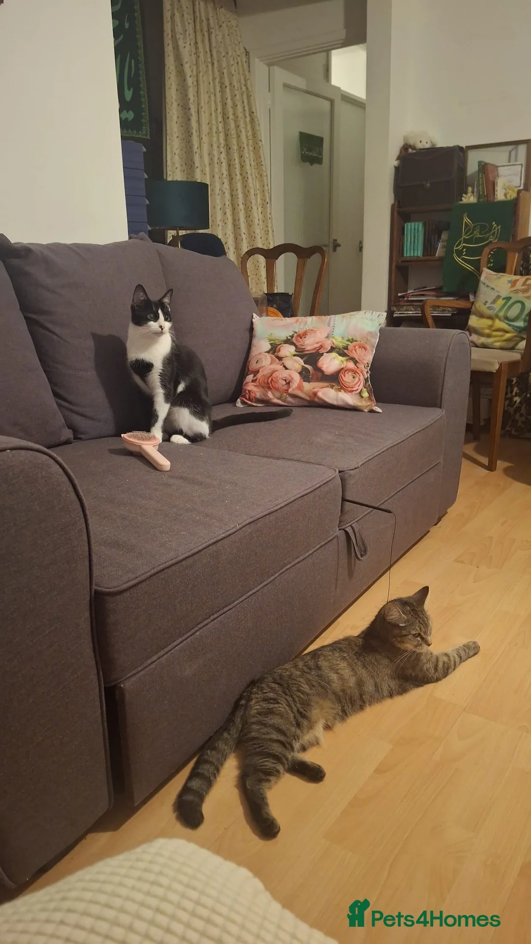 Mixed Breed cats for sale: Shushi and Mia -rehoming together  - Advert 4