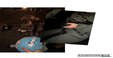 Lurcher dogs Lurcher pups - Advert 7