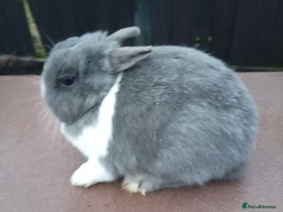 Netherland Dwarf rabbits Netherland dwarf young adults - Advert 6