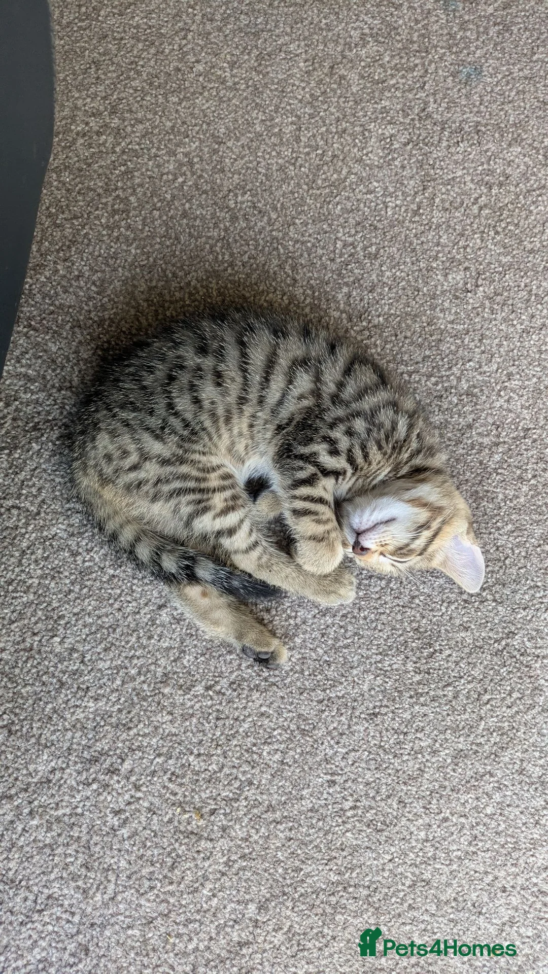 Mixed Breed cats for sale: kittens for rehome 1 male 1 female  in Oldbury - Advert 1