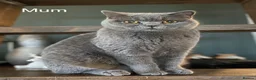 British Shorthair cats for sale: GCCF British Shorthair Blue Male Kittens in Melton Mowbray - Advert 6