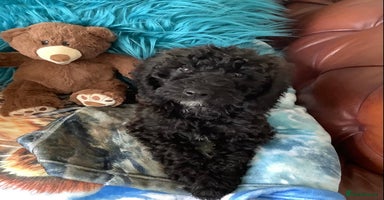 Poodle dogs - Advert 2