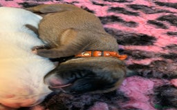 Boxer dogs for sale: KC registered Boxer Puppies - Image 20