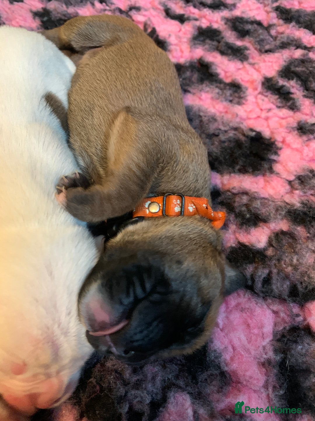 Boxer dogs for sale: KC registered Boxer Puppies - Image 20