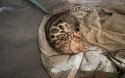 Bengal cats for sale: Pure bengal kittens - Image 14