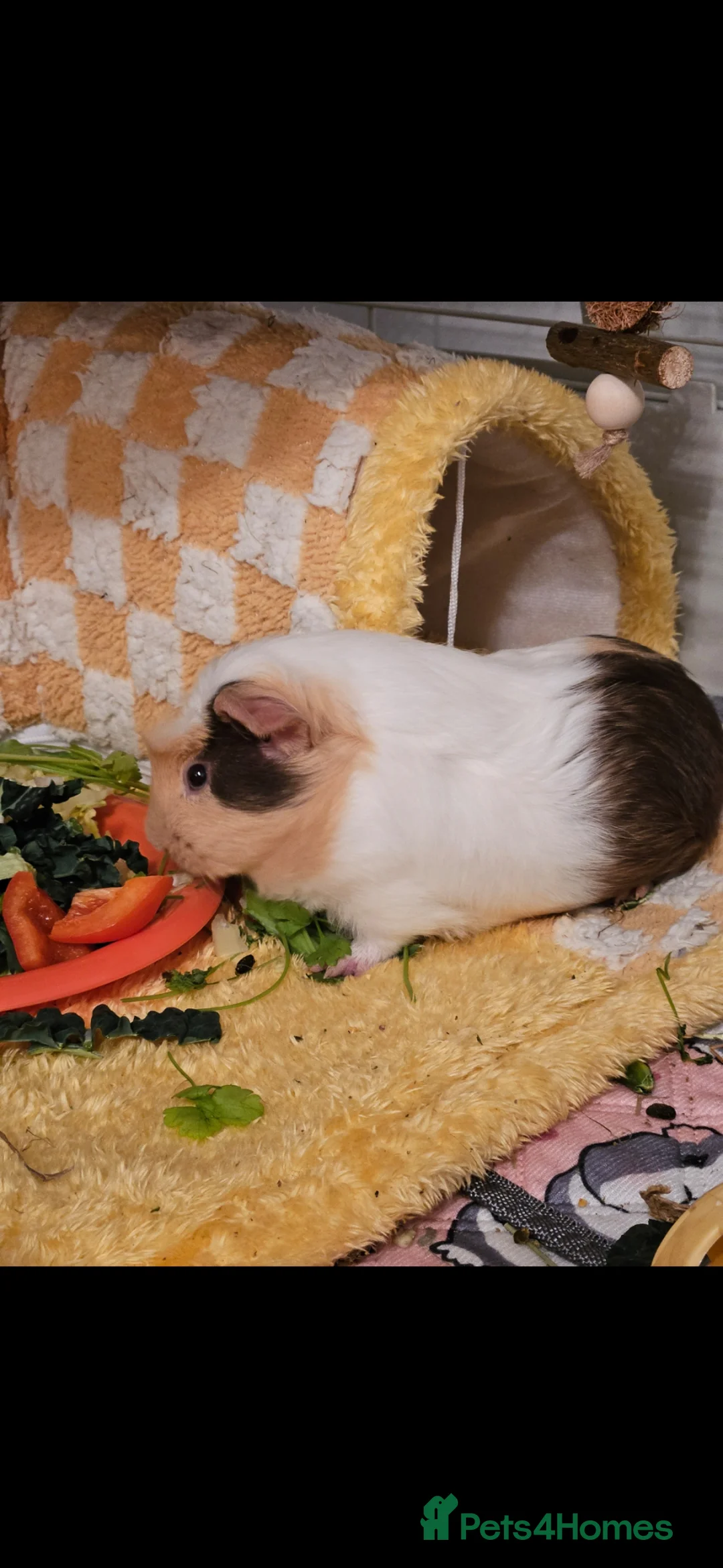 Guinea Pig rodents for sale: Two female paired guinea pigs  in Castleford - Advert 4