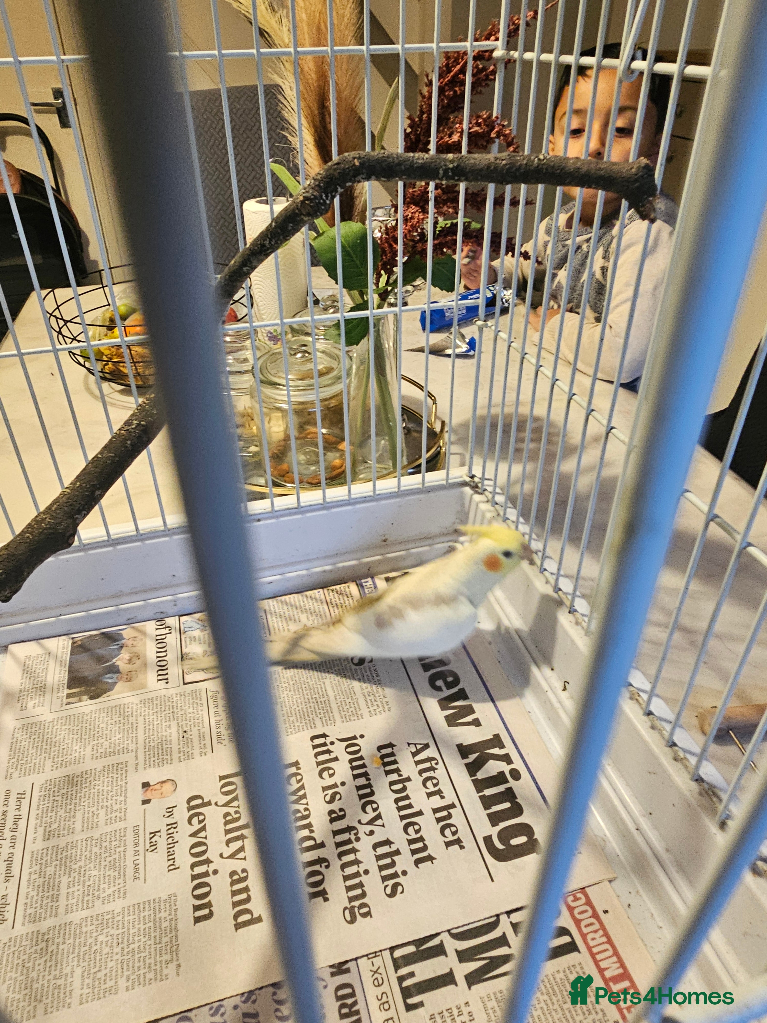 Cockatiels birds Cockatiel - Advert 17